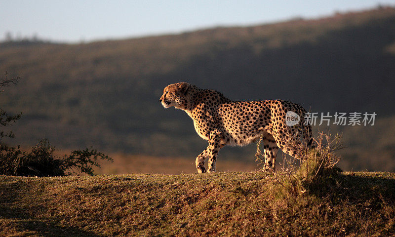 南非猎豹狩猎