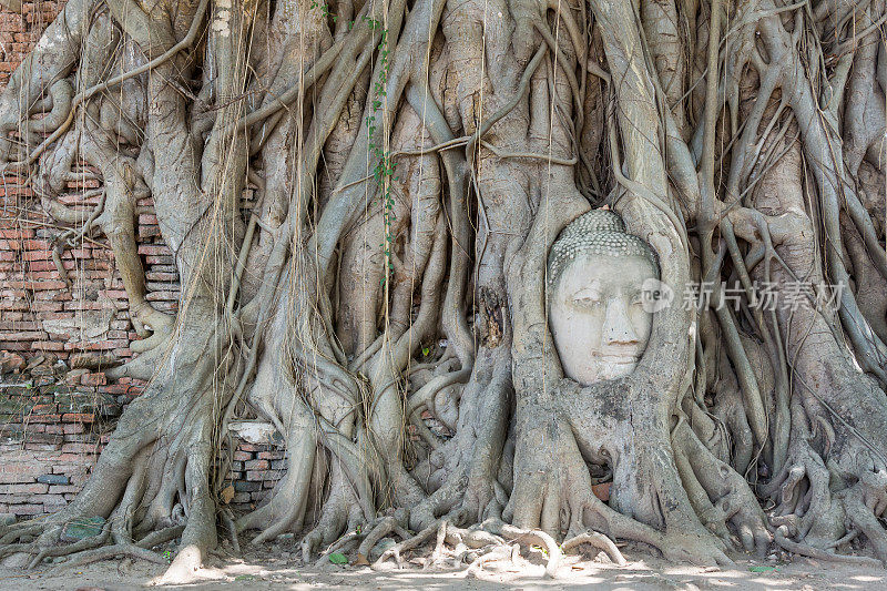 泰国摩诃那寺的树根佛头