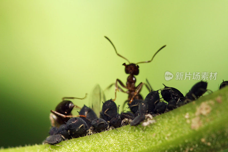 蚂蚁和蚜虫农场01