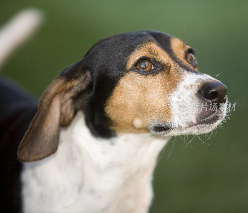 非常警觉的小猎犬