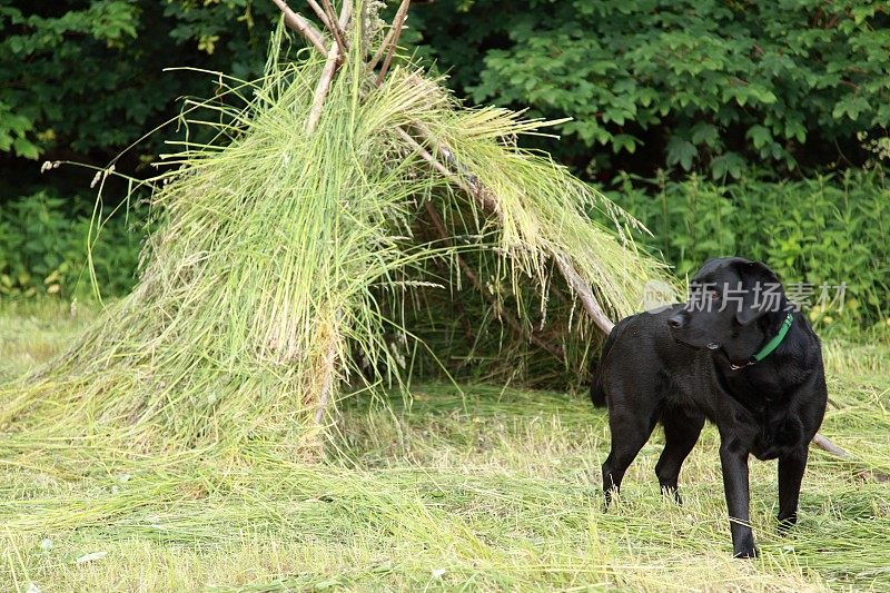 黑色拉布拉多猎犬在儿童的草屋前