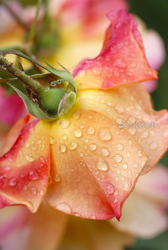 玫瑰花和雨滴