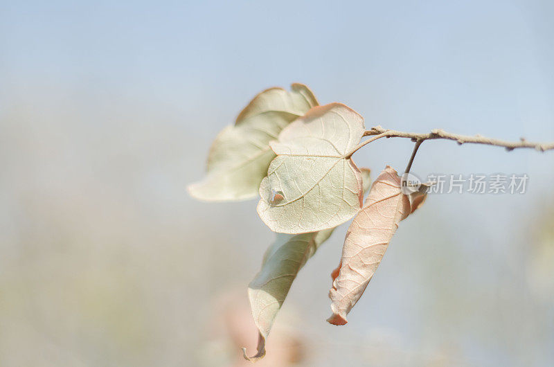 干燥的叶子在明亮的夏天合拢