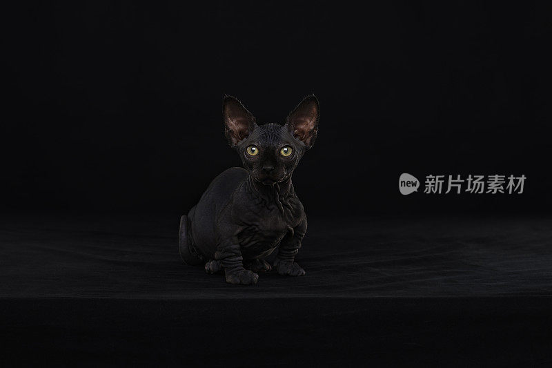 Sphynx猫