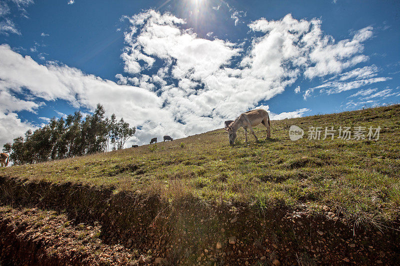 在瓦拉兹上方安第斯山脉的乡间，驴子在吃草