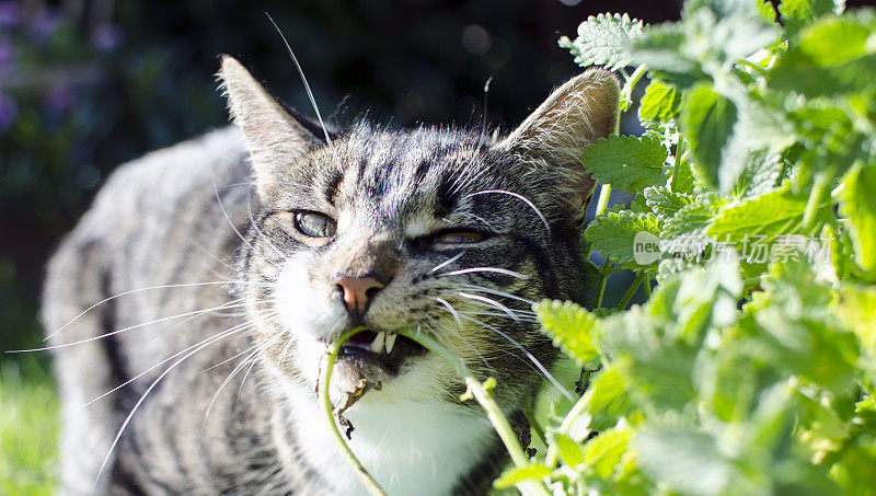 猫吃猫薄荷