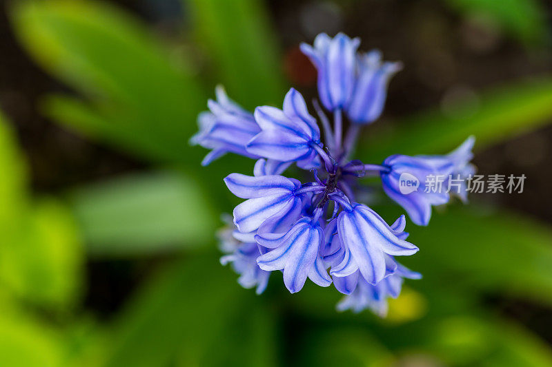 特写中的蓝钟花