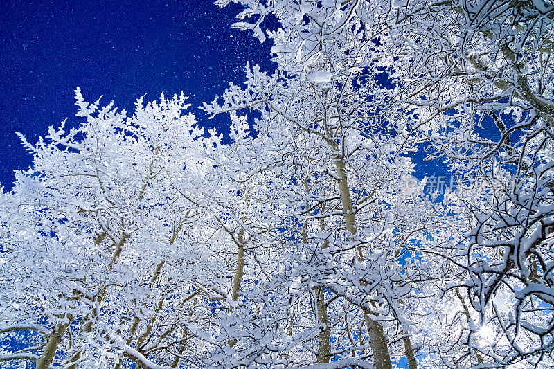 冬天的白杨和初雪后的蓝天