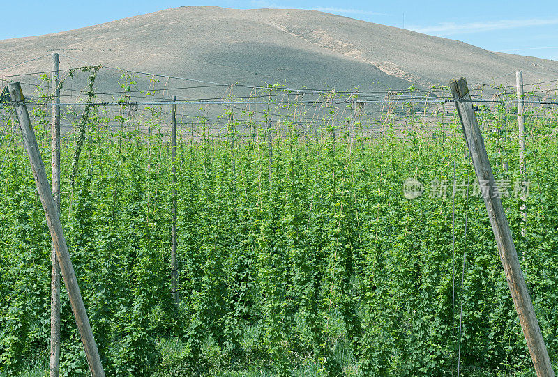 华盛顿州中部亚基马山谷的啤酒花田