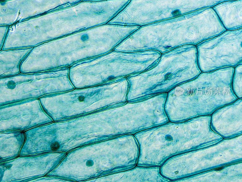显微镜下观察洋葱表皮细胞