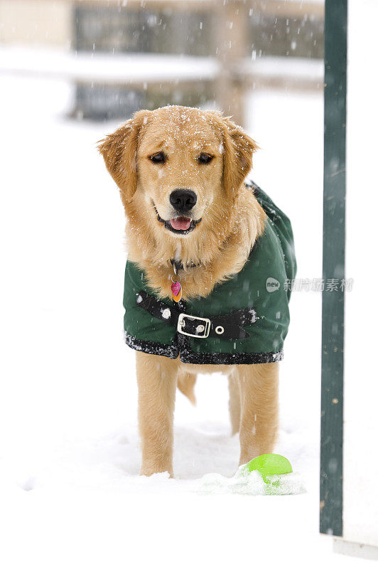 小狗在雪地里穿外套