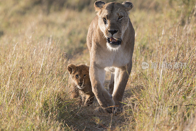 肯尼亚马赛马拉的母狮和幼崽