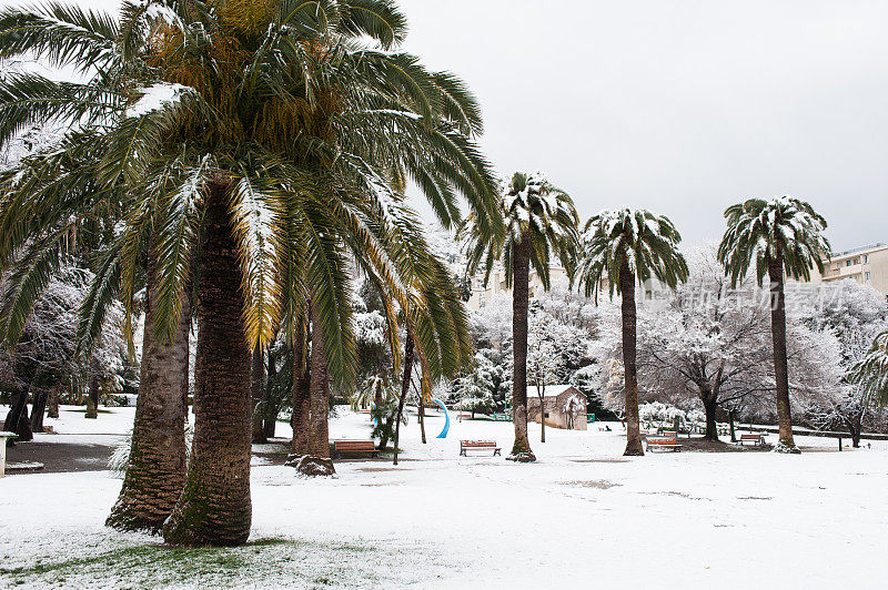 尼斯蔚蓝海岸，棕榈树被雪覆盖