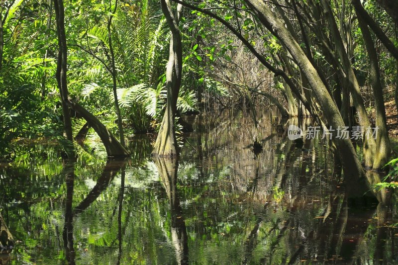 沼泽湿地红树林热带雨林，树干和树根景观