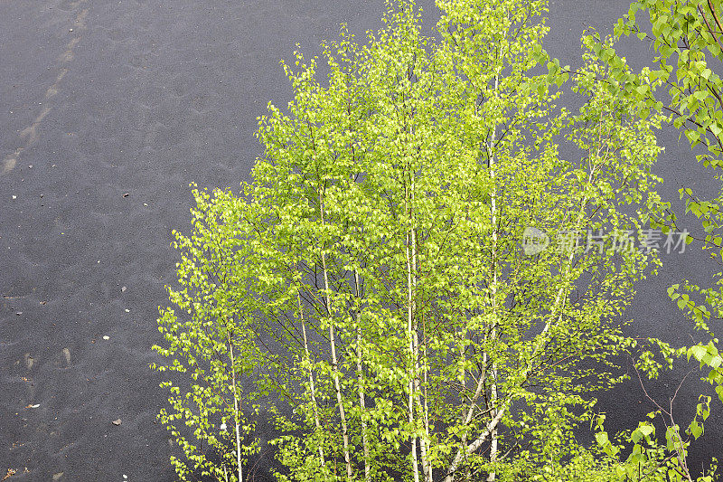 黑色山丘上的绿色白桦树