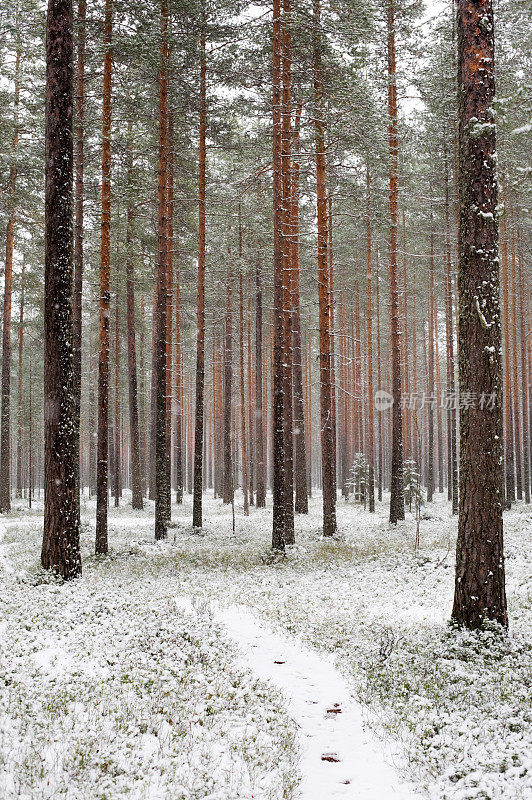 降雪中的松林