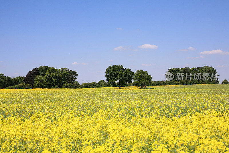 油菜田景观