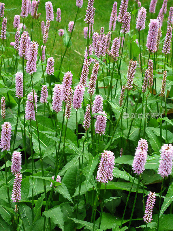 紫花植物野外特写