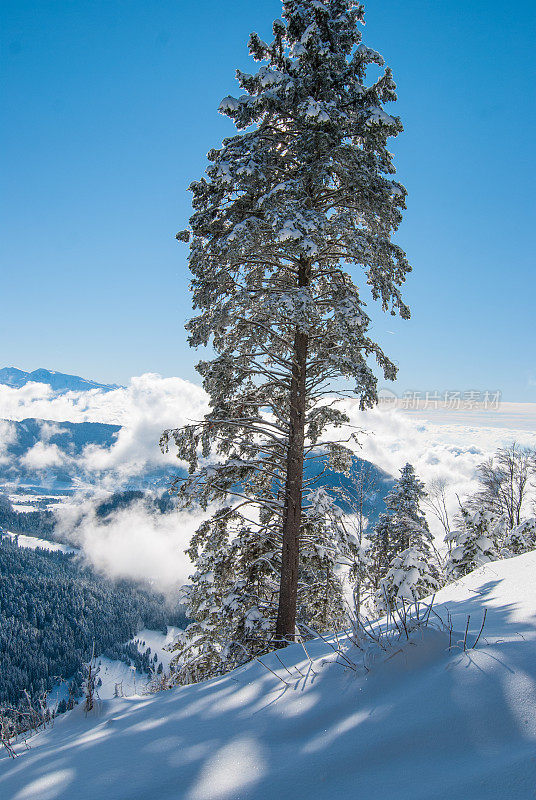 冬季景观与雪和树