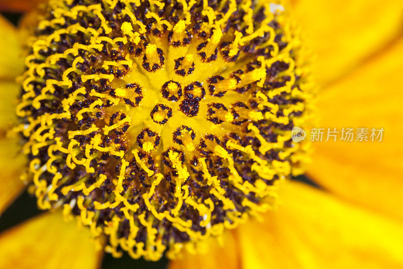 黄色花朵中心。
