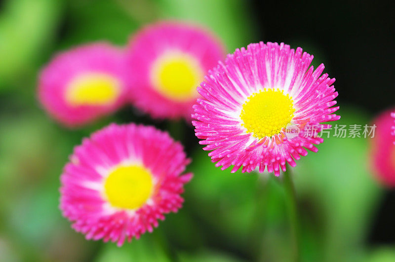 粉红色雏菊（贝利斯・佩伦尼斯）