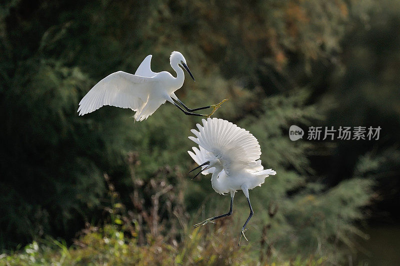 小白鹭(白鹭)