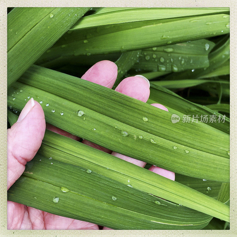 女人的手在雨后察看植物的叶子