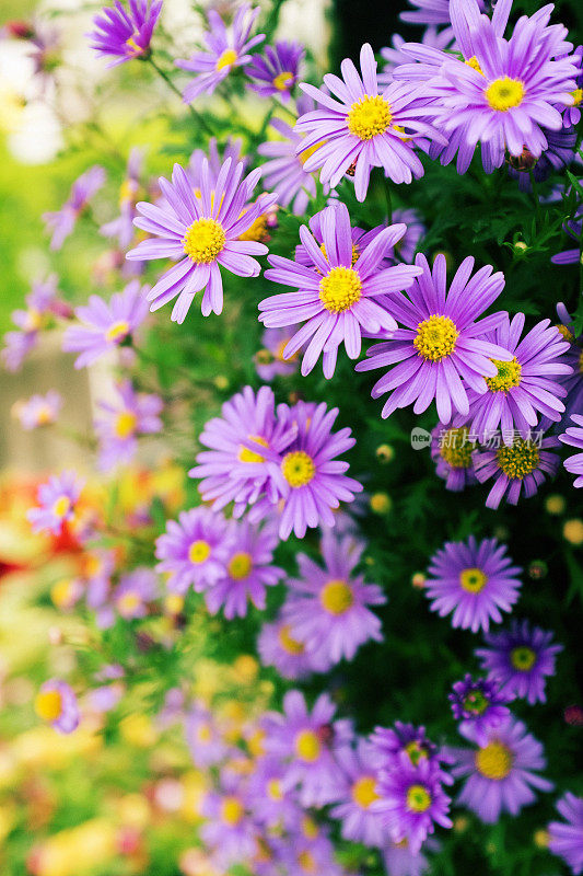 特写的紫色雏菊背景