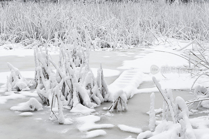 池塘里长满了灯心草，覆盖着白雪，在冬天的森林里