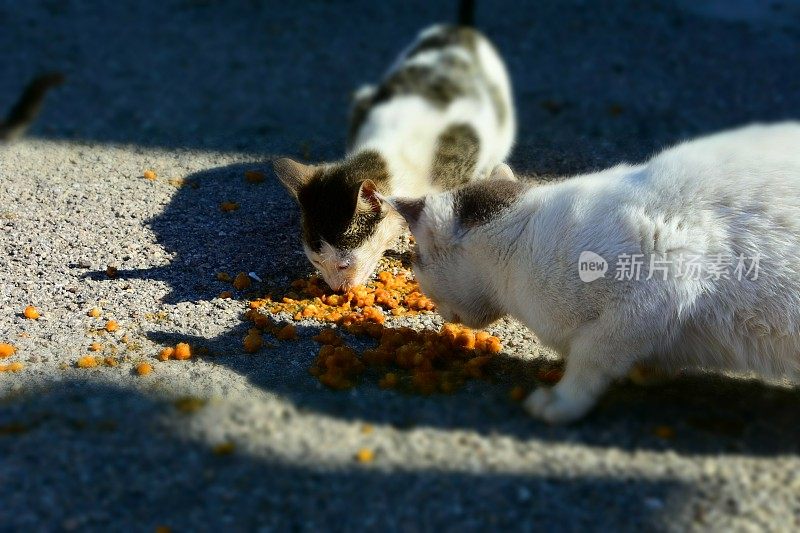 食猫科