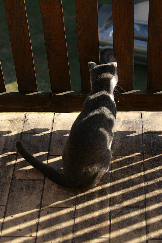 两只猫在阳台上玩耍
