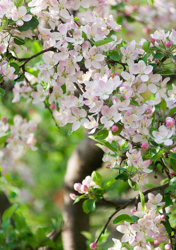 苹果花