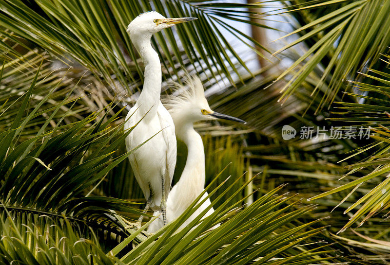 两只白鹭坐在棕榈树上
