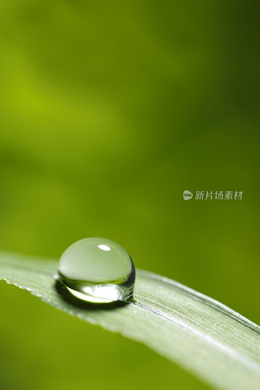 带雨滴的叶子