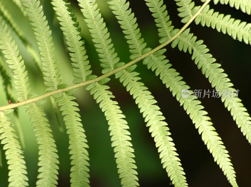 绿色的蕨类植物