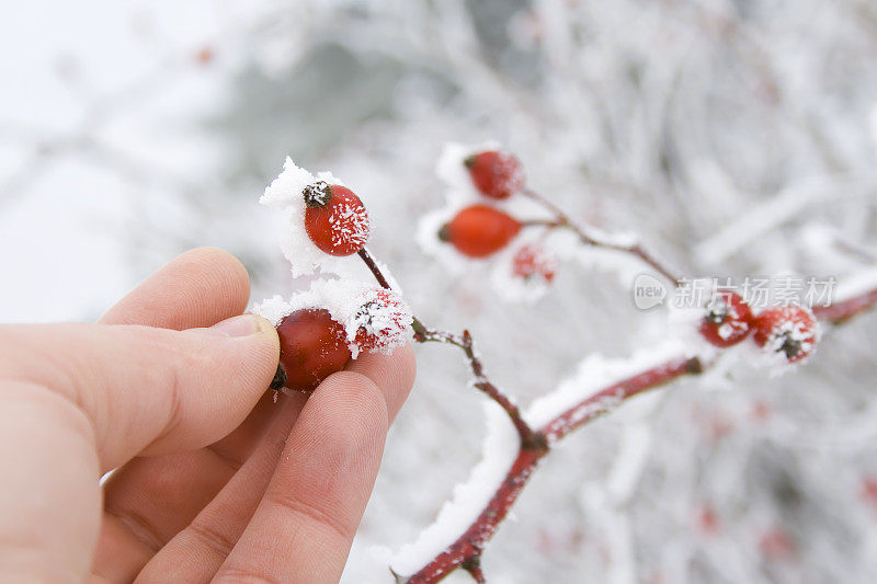 红色的浆果和新飘落的雪