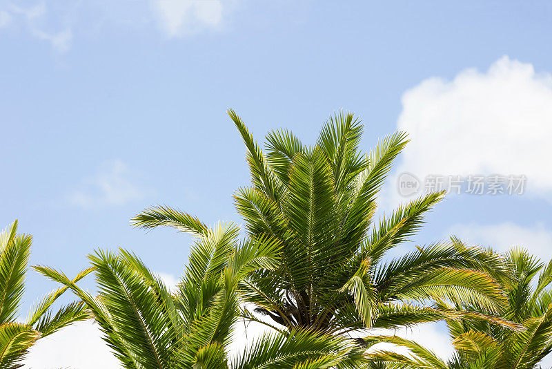 棕榈树映衬着蓝天，美丽的自然背景，复制空间