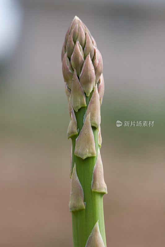 芦笋矛