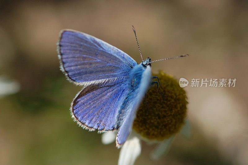 洋甘菊上的细纹蝶