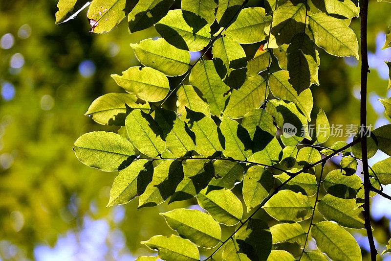 绿叶和树枝在树上背光