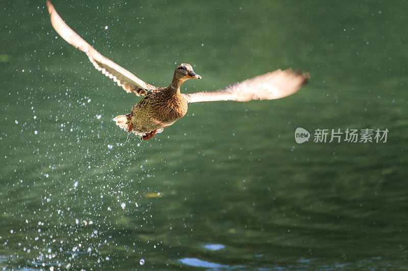 野鸭德雷克