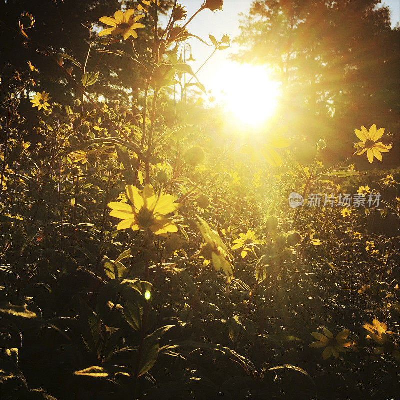 晚夏多年生花园日出