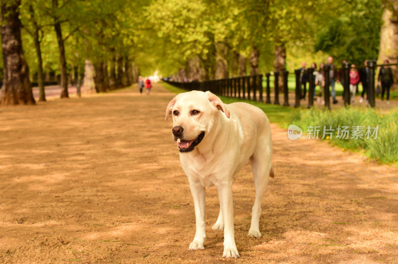 拉布拉多寻回犬