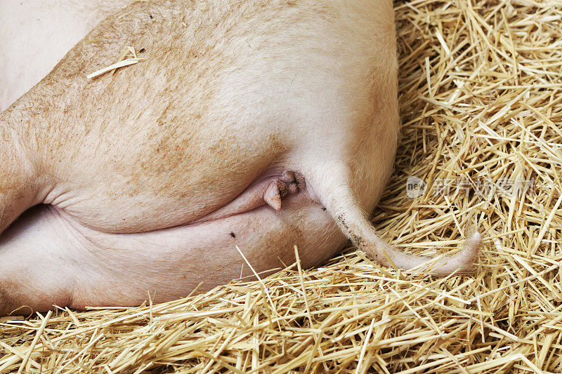 特写猪的肛门和尾巴躺在谷仓的干草上