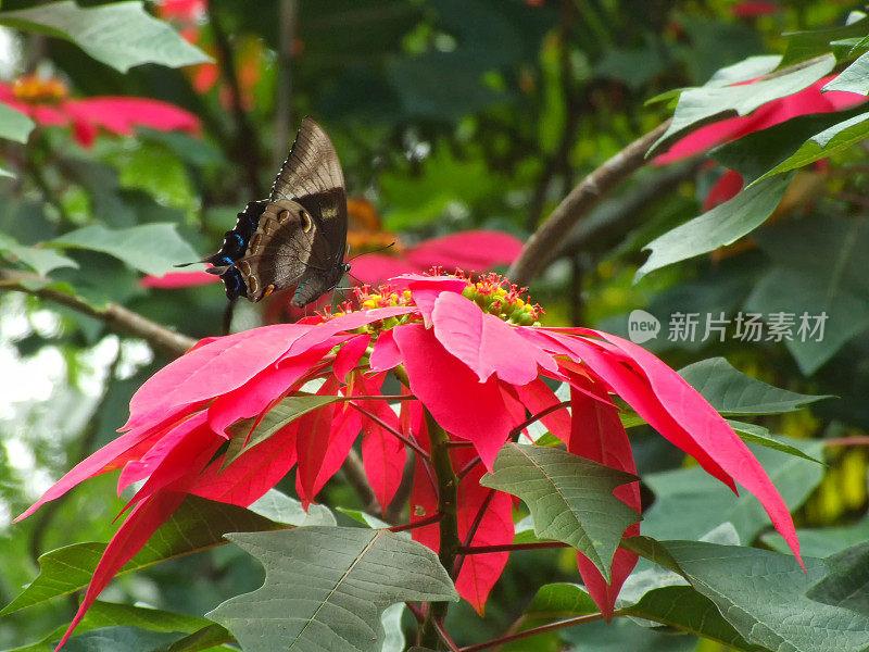 雄性尤利西斯蝴蝶在红一品红上