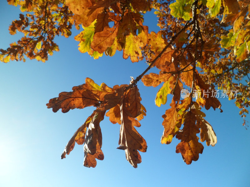 在秋天的阳光下，橡树叶的特写