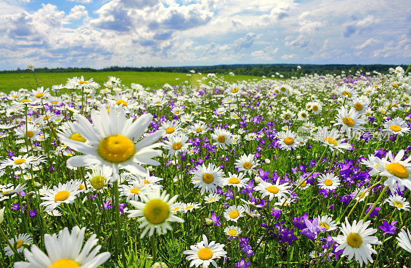 夏天的风景是繁茂的草地和鲜花