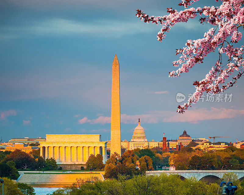 华盛顿特区的樱花