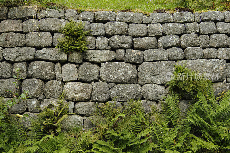 古老的石墙上长着一株蕨类植物。