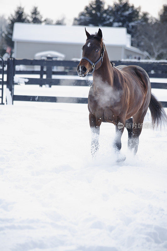 在雪地里小跑的马。